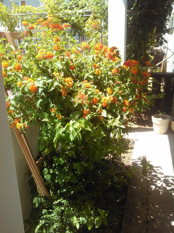 Apartmani Dado Ulcinj Extérieur photo